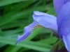 Blue Flag (Iris versicolor)
