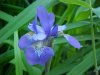 Blue Flag (Iris versicolor) (from flagge, the old English for 'rush'  or 'reed')