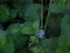Germander Speedwell; Bird's-eye Speedwell (Veronica chamaedrys)