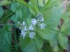 Common Speedwell (Veronica officinalis)
