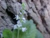 Common Speedwell (Veronica officinalis)