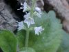 Common Speedwell (Veronica officinalis)