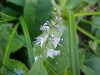 Common Speedwell (Veronica officinalis)