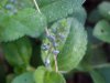 Common Speedwell (Veronica officinalis)