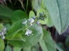 Common Speedwell (Veronica officinalis)