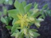 Stringy Stonecrop, Yellow Moss, Graveyard Moss (Sedum sarmentosum) - thanks to Gottfried Unger for correction: was misidentified as Wild Stonecrop (Sedum ternatum)