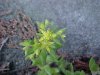 Stringy Stonecrop, Yellow Moss, Graveyard Moss (Sedum sarmentosum) - thanks to Gottfried Unger for correction: was misidentified as Wild Stonecrop (Sedum ternatum)