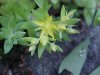 Stringy Stonecrop, Yellow Moss, Graveyard Moss (Sedum sarmentosum) - thanks to Gottfried Unger for correction: was misidentified as Wild Stonecrop (Sedum ternatum)