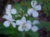 Dame's Rocket; Dame's Violet; Mother-of-the-Evening (Hesperis matronalis)