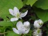 Allegheny Blackberry  (Rubus allegheniensis porter agg)