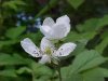 Allegheny Blackberry  (Rubus allegheniensis porter agg)