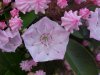Mountain Laurel (Kalmia latifolia)