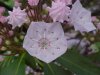 Mountain Laurel (Kalmia latifolia)