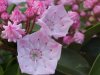 Mountain Laurel (Kalmia latifolia)