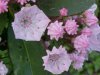 Mountain Laurel (Kalmia latifolia)