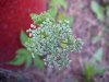 Wild Angelica (Angelica triquinata) - described as closely resembling the very poisoness Water Hemlock (Cicuta maculata)