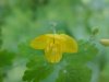 Greater Celandine; Wartweed (Chelidonium majus)
