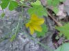 Yellow Wood Sorrel; Sour Grass (Oxalis stricta)