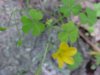Yellow Wood Sorrel; Sour Grass (Oxalis stricta)
