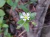 Mouse-ear Chickweed (Cerastium  fontanum)