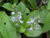 Common Speedwell (Veronica officinalis)