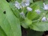 Common Speedwell (Veronica officinalis)