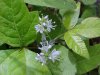 Common Speedwell (Veronica officinalis)