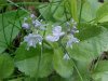 Common Speedwell (Veronica officinalis)