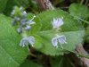Common Speedwell (Veronica officinalis)