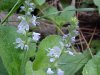 Common Speedwell (Veronica officinalis)