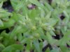 Stringy Stonecrop, Yellow Moss, Graveyard Moss (Sedum sarmentosum) - thanks to Gottfried Unger for correction: was misidentified as Wild Stonecrop (Sedum ternatum)