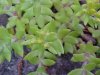 Stringy Stonecrop, Yellow Moss, Graveyard Moss (Sedum sarmentosum) - thanks to Gottfried Unger for correction: was misidentified as Wild Stonecrop (Sedum ternatum)
