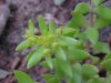 Stringy Stonecrop, Yellow Moss, Graveyard Moss (Sedum sarmentosum) - thanks to Gottfried Unger for correction: was misidentified as Wild Stonecrop (Sedum ternatum)
