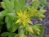 Stringy Stonecrop, Yellow Moss, Graveyard Moss (Sedum sarmentosum) - thanks to Gottfried Unger for correction: was misidentified as Wild Stonecrop (Sedum ternatum)