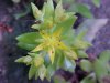 Stringy Stonecrop, Yellow Moss, Graveyard Moss (Sedum sarmentosum) - thanks to Gottfried Unger for correction: was misidentified as Wild Stonecrop (Sedum ternatum)