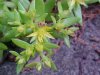 Stringy Stonecrop, Yellow Moss, Graveyard Moss (Sedum sarmentosum) - thanks to Gottfried Unger for correction: was misidentified as Wild Stonecrop (Sedum ternatum)