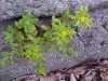 Stringy Stonecrop, Yellow Moss, Graveyard Moss (Sedum sarmentosum) - thanks to Gottfried Unger for correction: was misidentified as Wild Stonecrop (Sedum ternatum)