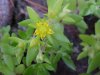 Stringy Stonecrop, Yellow Moss, Graveyard Moss (Sedum sarmentosum) - thanks to Gottfried Unger for correction: was misidentified as Wild Stonecrop (Sedum ternatum)