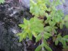 Stringy Stonecrop, Yellow Moss, Graveyard Moss (Sedum sarmentosum) - thanks to Gottfried Unger for correction: was misidentified as Wild Stonecrop (Sedum ternatum)