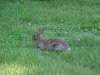 Rabbits of LDEO, Columbia Univ., Palisades, N.Y., USA