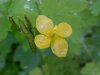 Greater Celandine; Wartweed (Chelidonium majus)