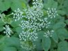 Wild Angelica (Angelica   triquinata) - described as closely  resembling the very poisoness Water Hemlock (Cicuta maculata)
