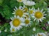 Philadelphia Fleabane (Erigeron philadelphicus)