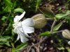 White Campion; Evening Lychnis; White Cockle (Silene latifolia, Silene  Alba)