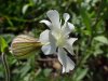 White Campion; Evening Lychnis; White Cockle (Silene latifolia, Silene  Alba)