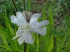 White Campion; Evening Lychnis; White Cockle (Silene latifolia, Silene  Alba)