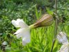 White Campion; Evening Lychnis; White Cockle (Silene latifolia, Silene  Alba)