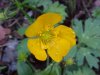 Common Buttercup (Ranunculus acris)