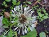 Dandelion seedhead (Taraxacum officinale)