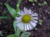 Philadelphia Fleabane (Erigeron philadelphicus)